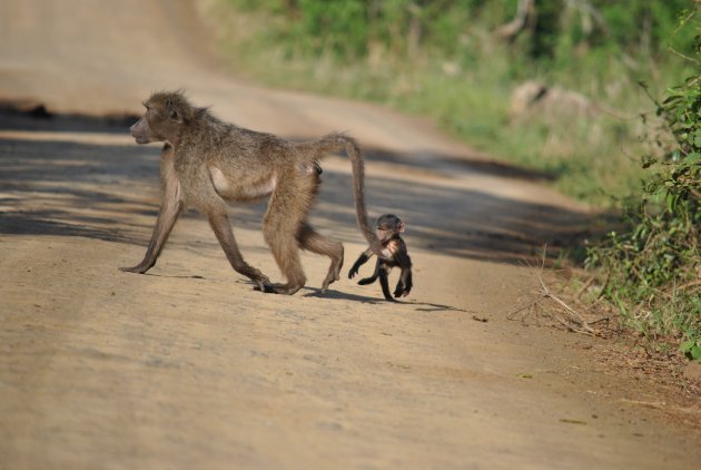 Een klein aapje probeert via de staart op de rug van moeder aap te komen