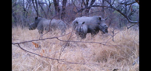 Neushoorns in Zimbabwe