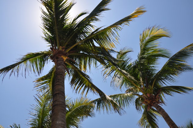 Zon en palmbomen