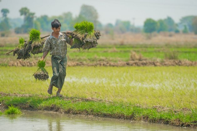 rijstplantjes aanbrengen