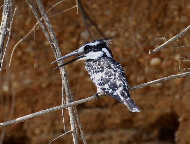 Pied kingfisher