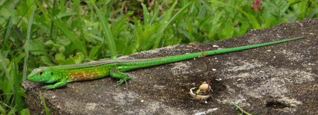 Kleine, kleurrijke rakker