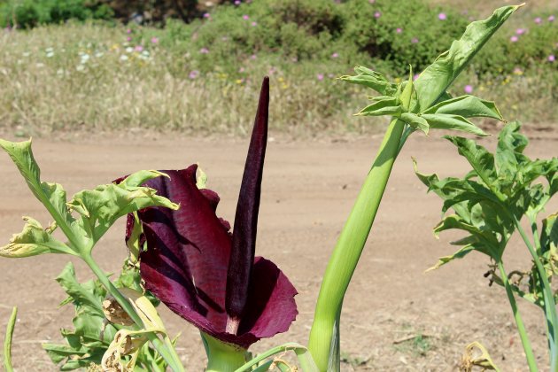 De Drakenbloem