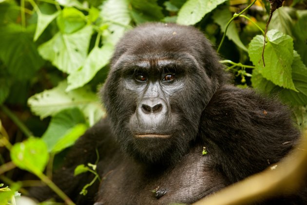 Gorilla 1 Bwindi