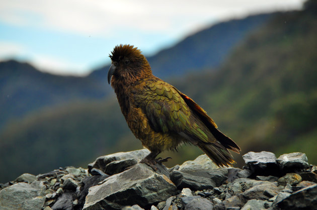 Kea op Frans Jozef Geltsjer