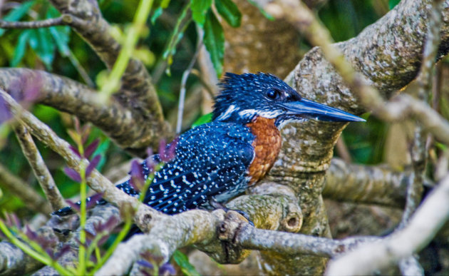  Giant Kingfisher