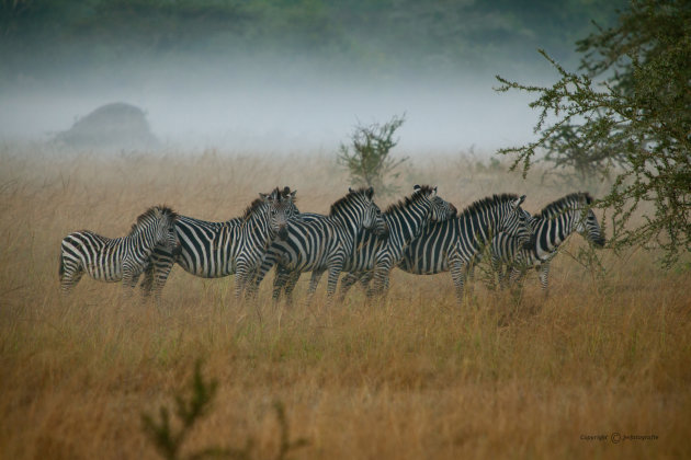 Zebra's in de mist