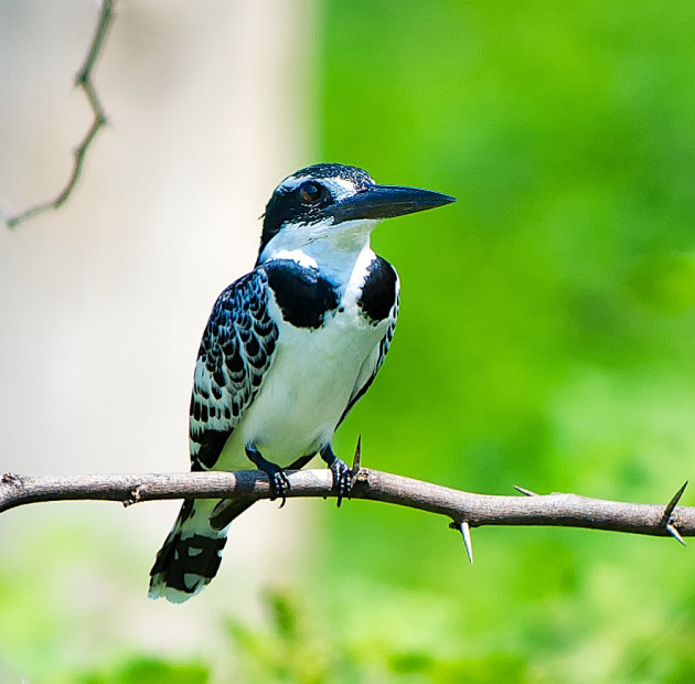  Kingfisher