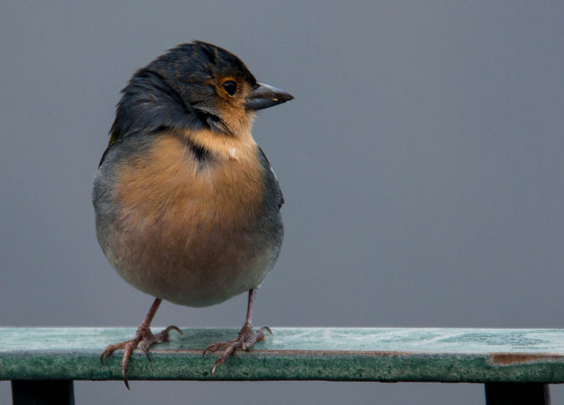 Ruig vogeltje!