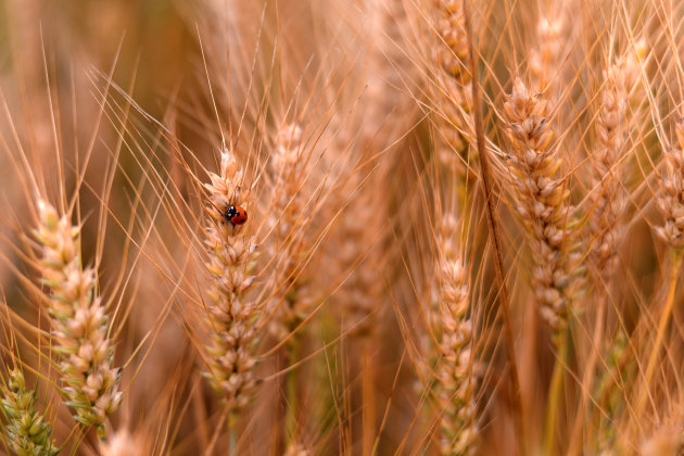 LadyBird 