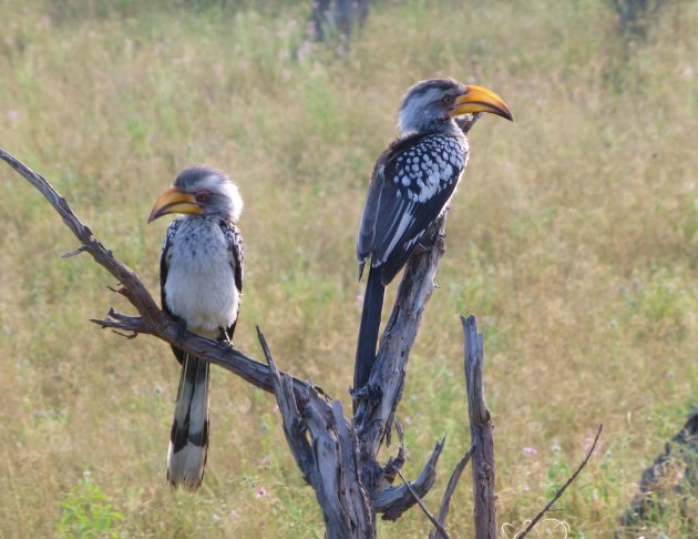 Yellow Billed Hornbill