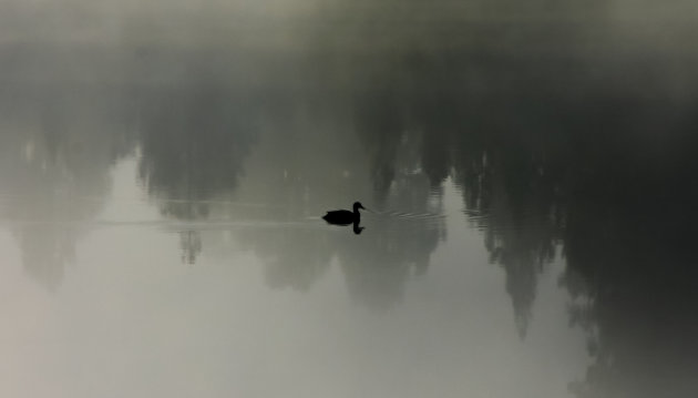 Waar is iedereen? Eendje in de mist Lake Matheson