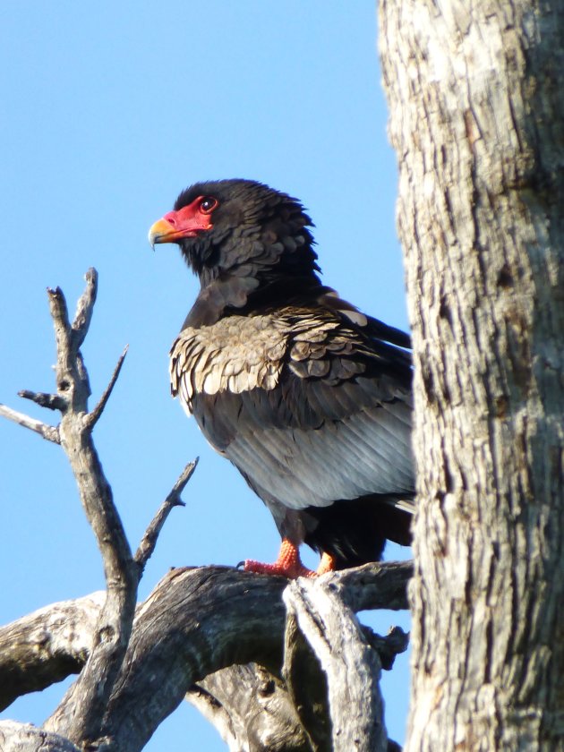 Bateleur