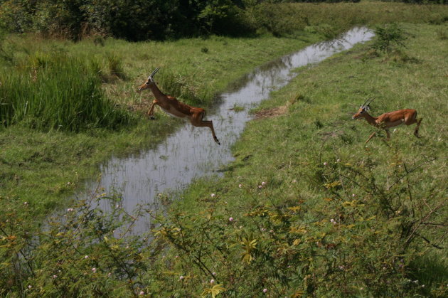 herten in aktie