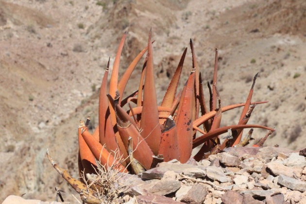 Cactus bij Fish River Canyon