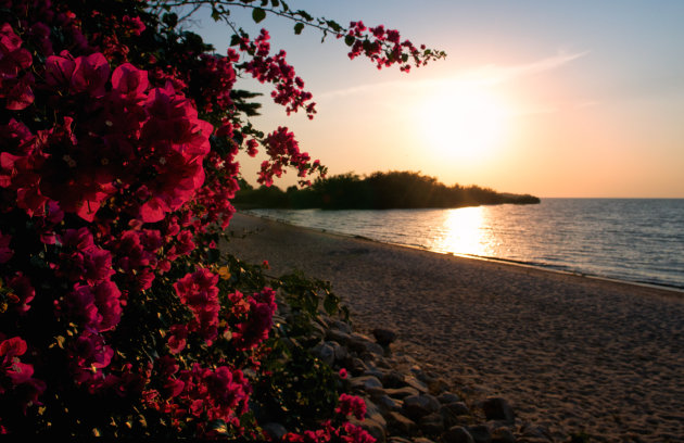 a bougainvillea sunset