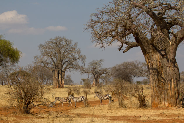 Tarangire National Park