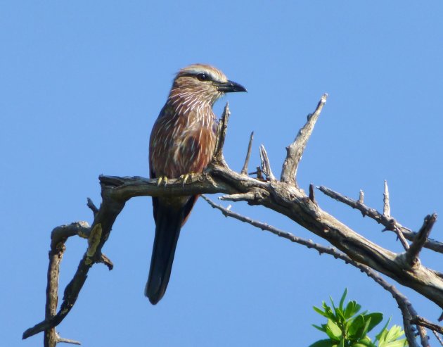 Purple Roller