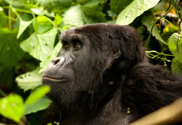 Gorilla 2 Bwindi