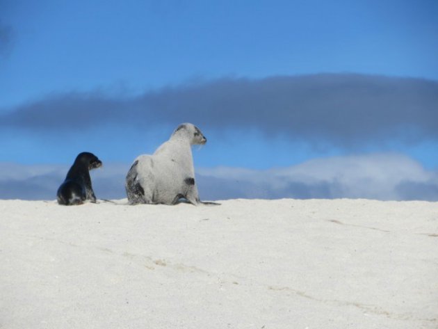 Moeder en baby zeeleeuw in Galapagos