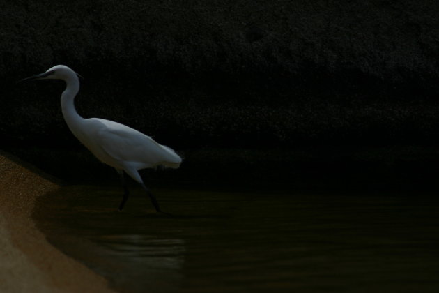 Aigrette 