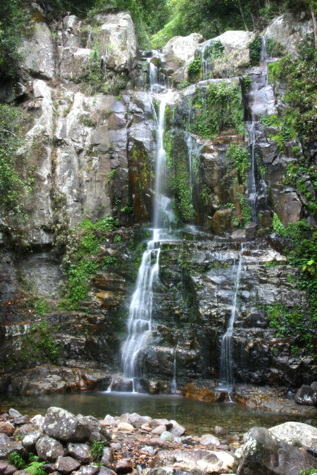 Regenwoud in Budderoo N.P. Australie