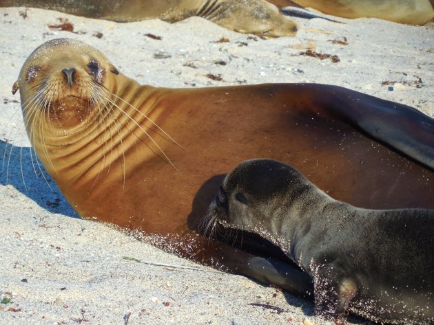 Moeder zeeleeuw beschermt haar kleintje