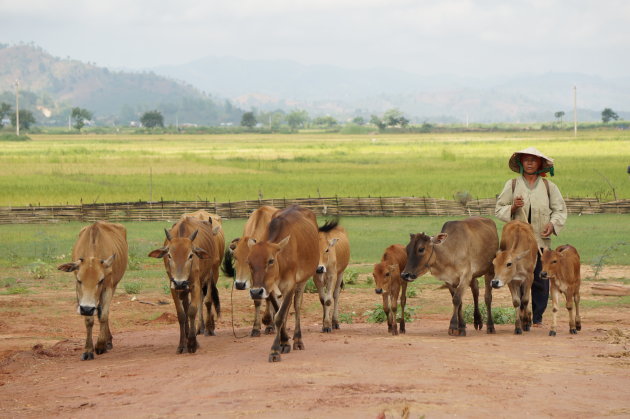 Lokale herder komt net van het land met haar vee