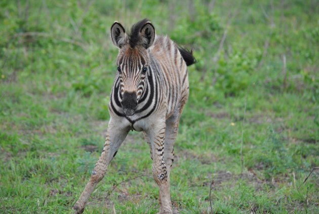 Jonge zebra