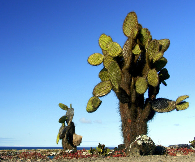 Cactussen 