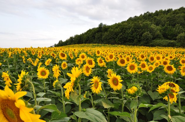 Allemaal zonnebloemen