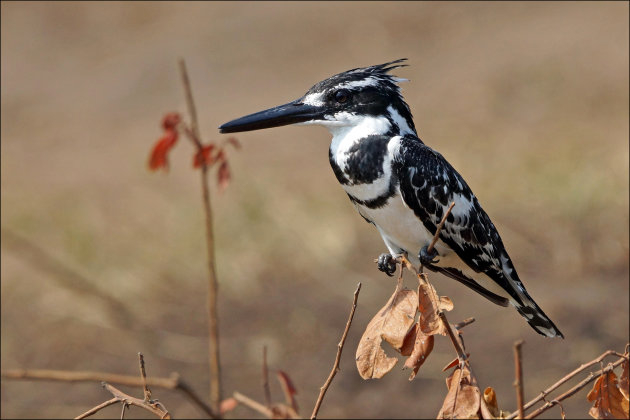 Pied kingfisher houdt zich in evenwicht