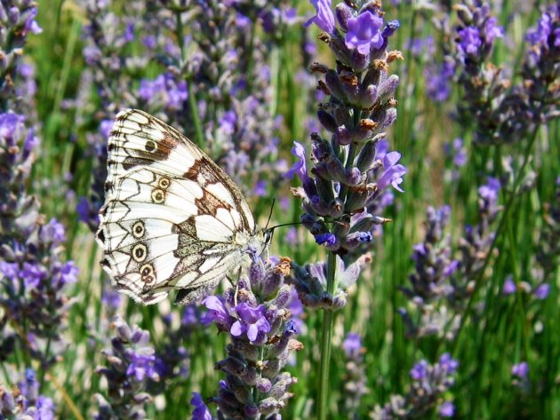 Dambordje op lavendel