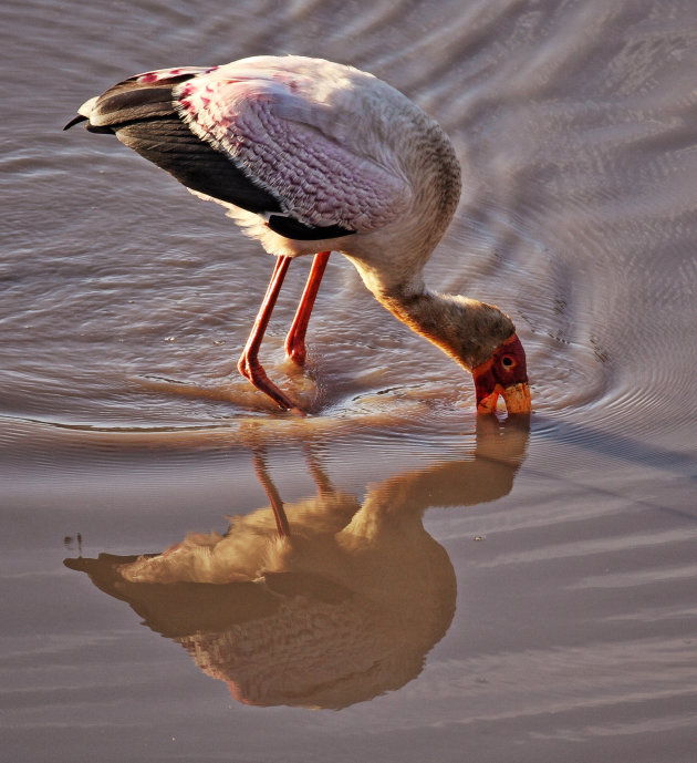 Yellow-billed stork