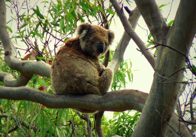 Koala