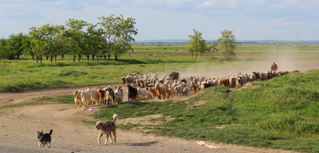 verlangen naar het platteland