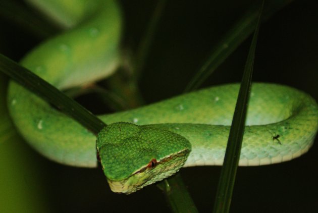 Green viper