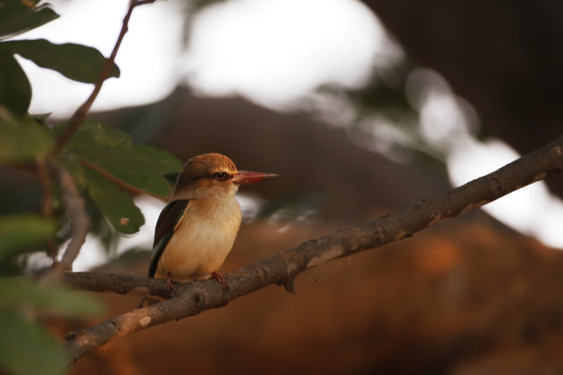 Brouwn hooded kingfisher