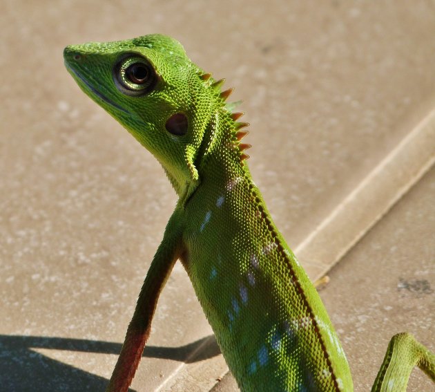 Green crested lizard