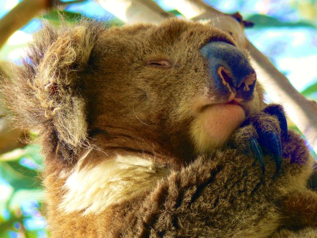 Sleeping Koala