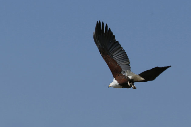 Fish EAgle II