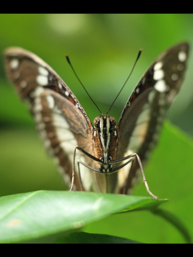 Vlinder in Kuranda