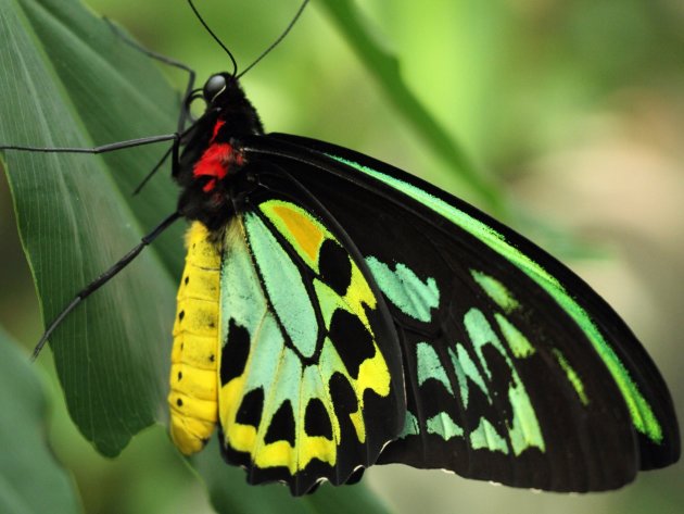 Cairns Birdwing Butterfly in Queensland