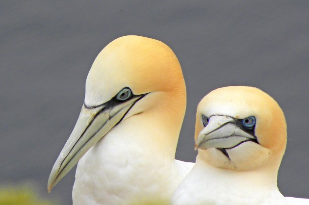 Echtpaar van Gent (Helgoland)