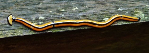 Hammerhead worm