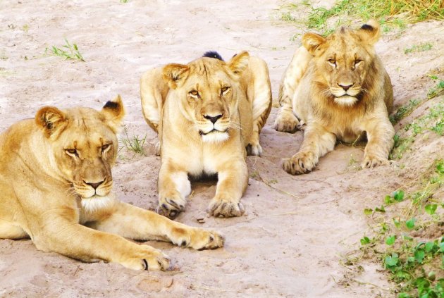 World Lions Day