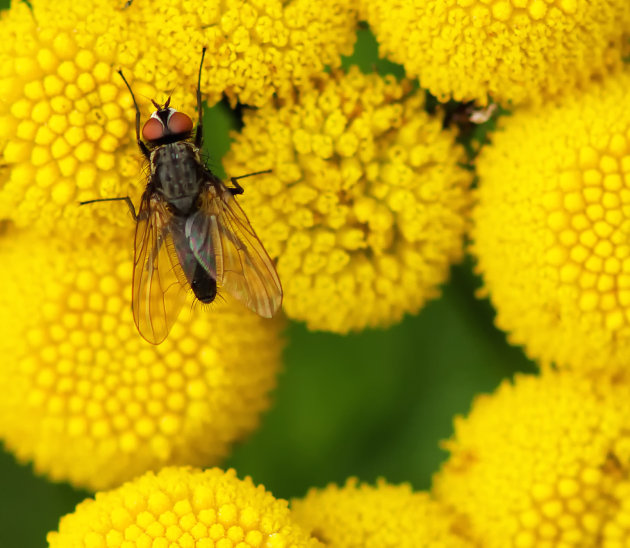 A red eyed fly 