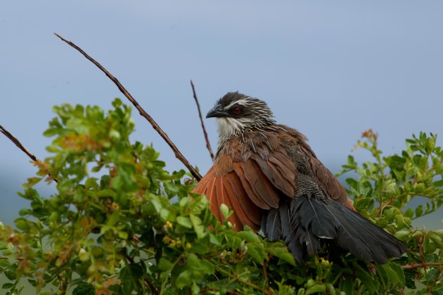 White-browed coucal