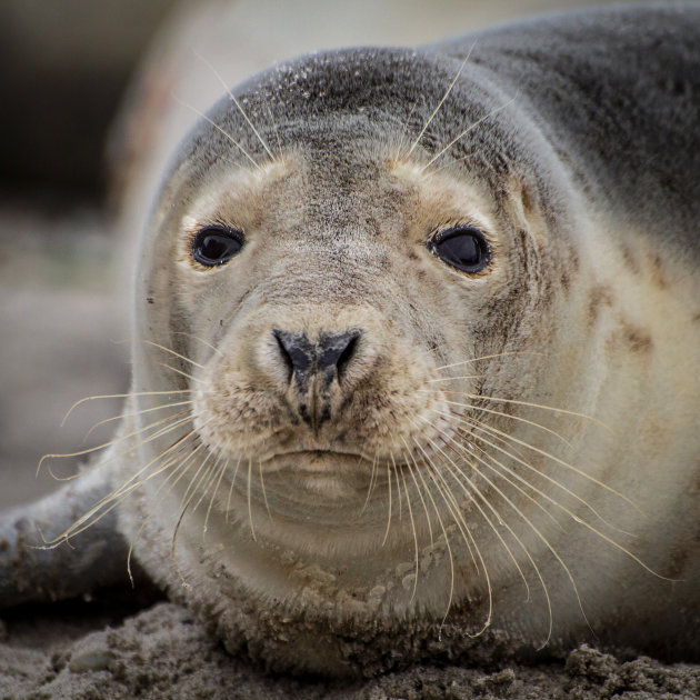 grijze zeehond