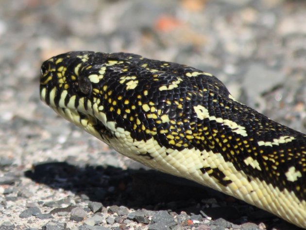 Diamond Head Python